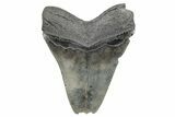 Bargain, Fossil Megalodon Tooth - Serrated Blade #207930-1
